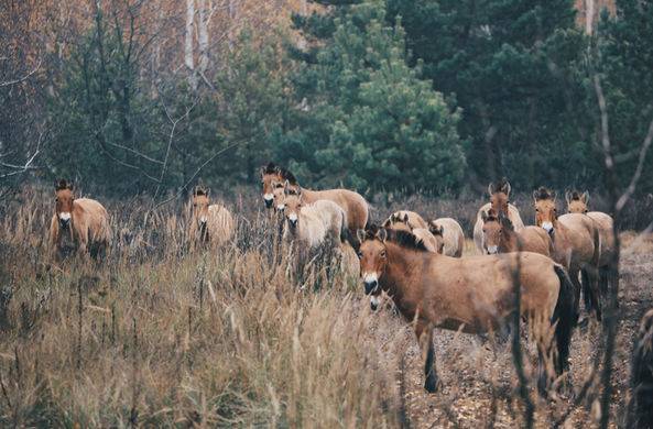 На заброшенных улицах Чернобыля сняли волков и лошадей Пржевальского / Моя Планета