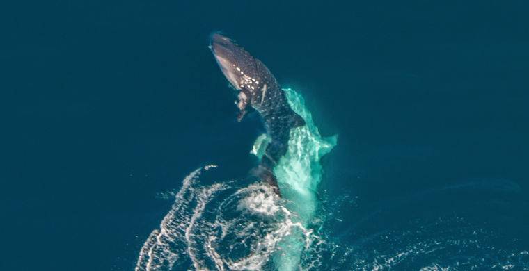 Впервые в кадр попали ухаживания китовой акулы / Моя Планета