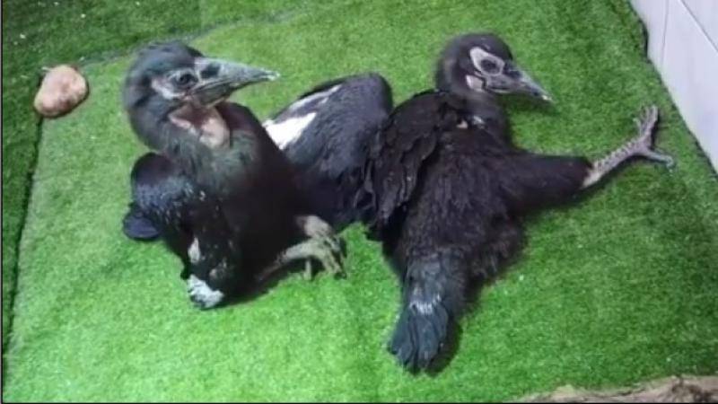 Московский зоопарк показал трех подросших птенцов кафрского ворона