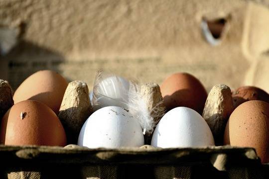 Сбербанк банкротит крупнейшего производителя яиц в России