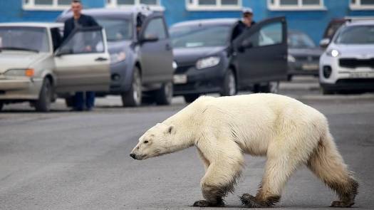 Белая медведица преодолела более 500 км в поисках корма