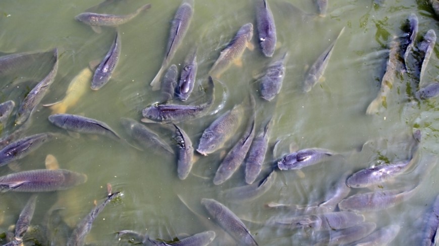 Массовая гибель рыбы на Байкале произошла из-за паразитов