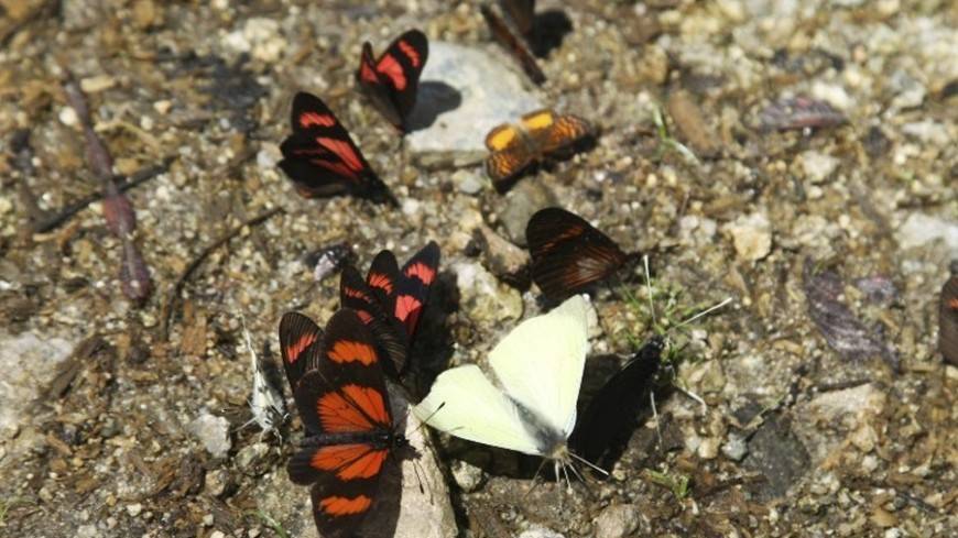 Рожденные в неволе бабочки-монархи не улетают на юг