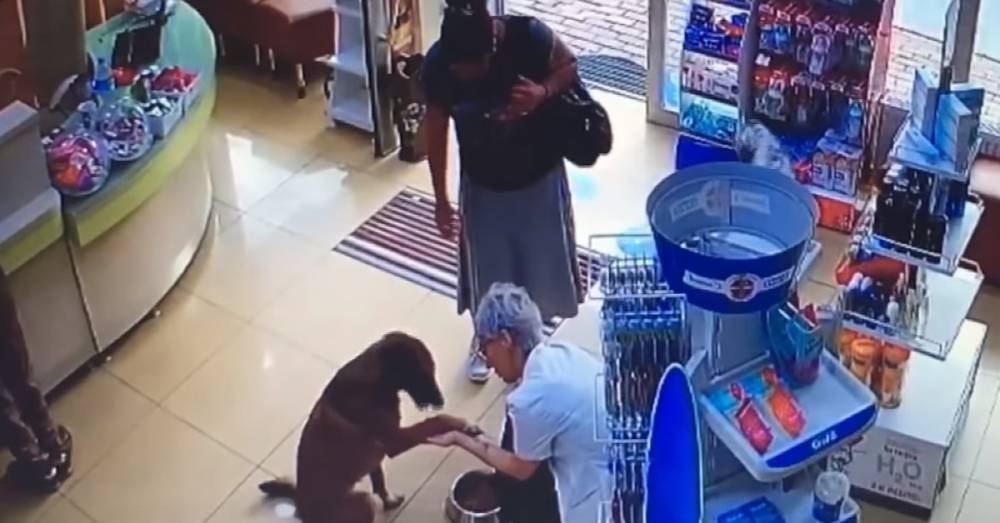 Камера сняла, как пес сам пришел в аптеку за помощью