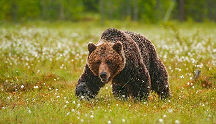 В Туве покалеченный медведем мужчина месяц выживал в его берлоге