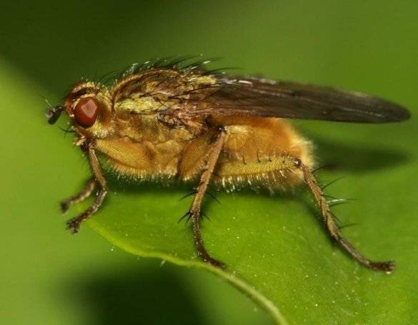 В Башкирии обнаружили опасную для человека муху