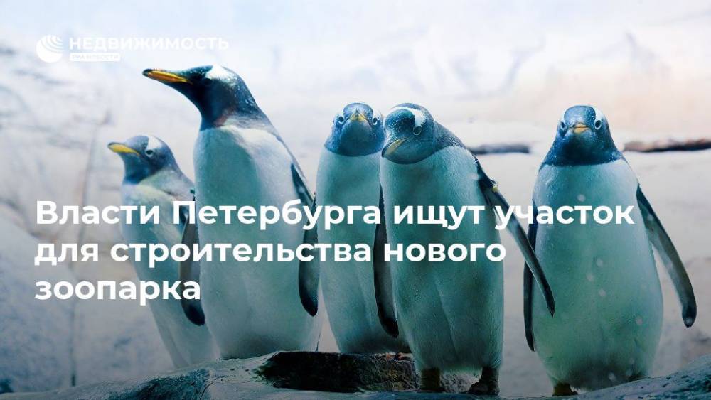 Власти Петербурга ищут участок для строительства нового зоопарка