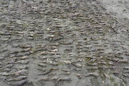 Установлена причина массовой гибели рыбы на Байкале