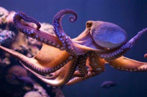 Ученые выяснили, что щупальца осьминога двигаются независимо от его мозга / Моя Планета