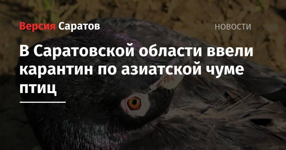 В Саратовской области ввели карантин по азиатской чуме птиц