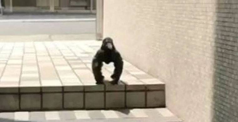 В Японии сняли на видео ворону – «гориллу» / Моя Планета