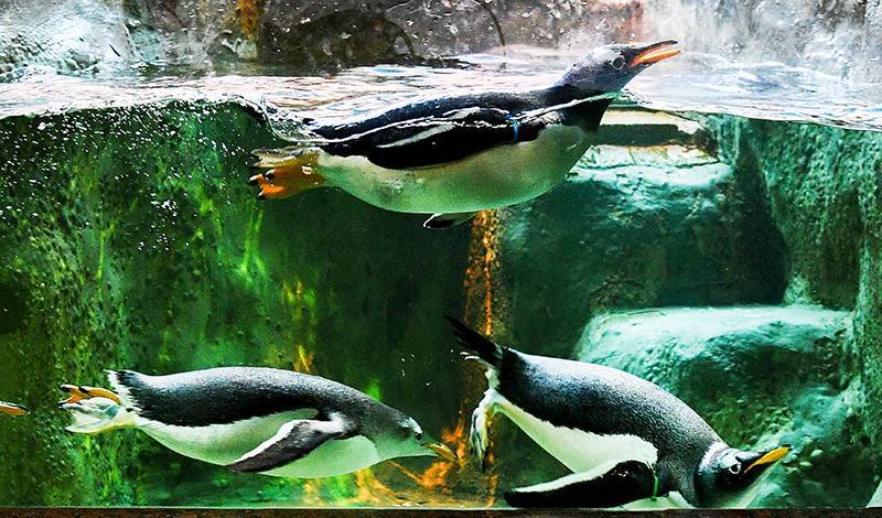 Южноафриканские пингвины Московского зоопарка обзавелись потомством