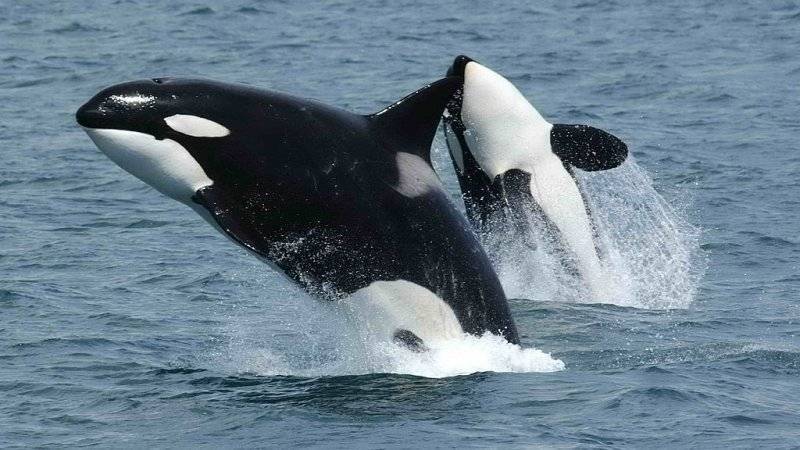 Первую группу морских животных выпустили из «китовой тюрьмы»