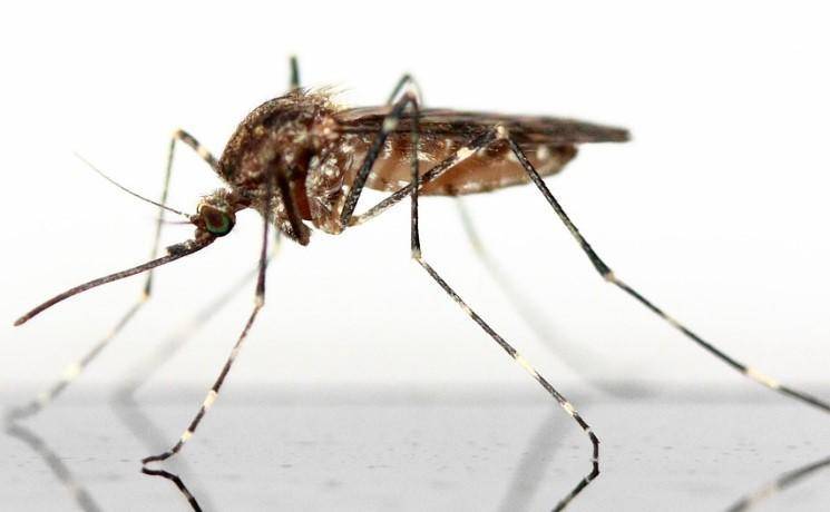 Онищенко предупредил об опасных комарах у границ России