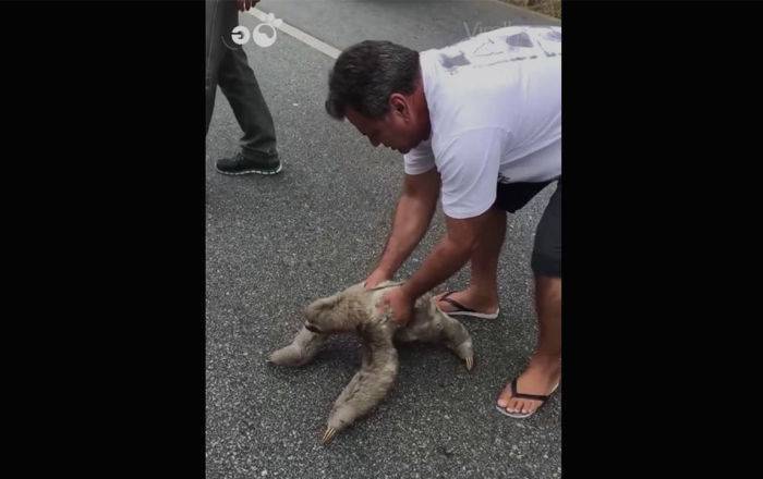"От такого взгляда ёкает сердце!" Видео о томном ленивце стало вирусным в сети