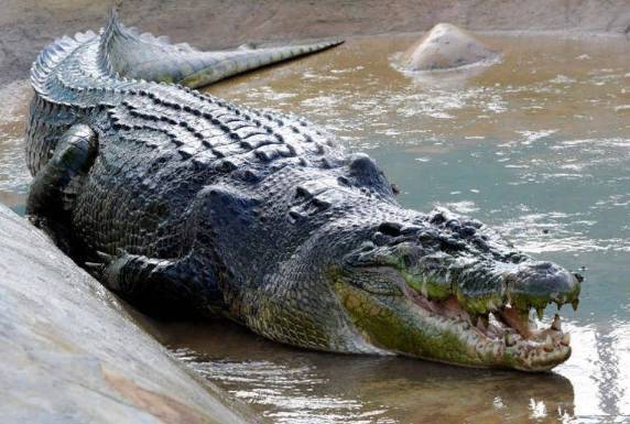 Древние родственники крокодилов не были мясоедами