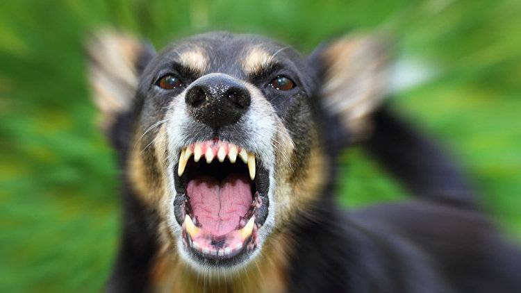 Бешенство: домашняя собака отправила на карантин село в Саксом районе