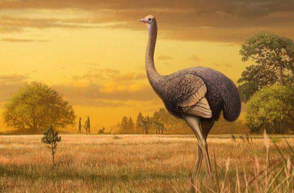 В Крыму найдены останки древней гигантской птицы / Моя Планета