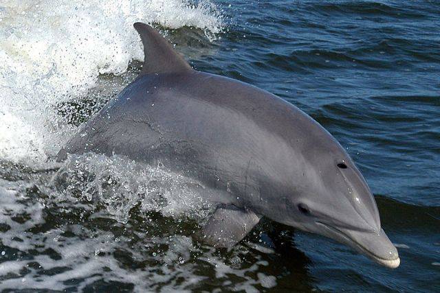 В Сочи возбуждено уголовное дело из-за незаконного вылова дельфинов