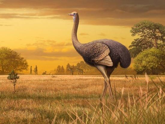 В Крыму обнаружена ископаемая птица: в три раза больше, чем страус