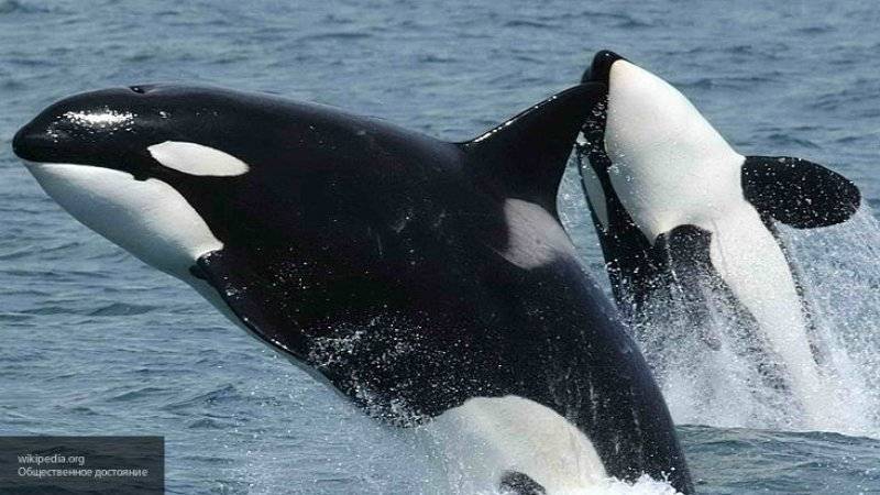 Видео с освобождением косаток из "китовой тюрьмы" появилось в Сети