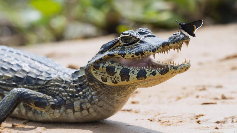 Крокодилы-вегетарианцы: учёные обнаружили останки древних травоядных рептилий