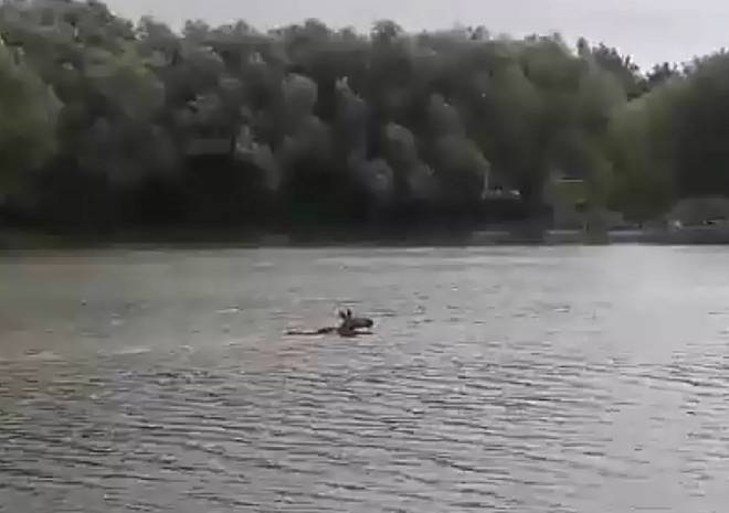 Рязанцы сняли на видео, как потерявшаяся лосиха переплывает Рюминский пруд
