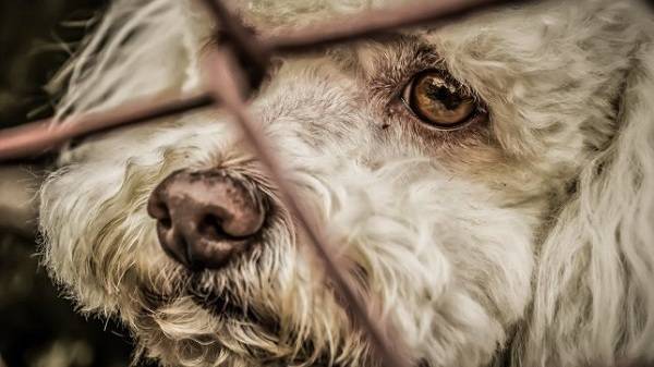 Законы против жестокого обращения с животными собираются стать намного жестче