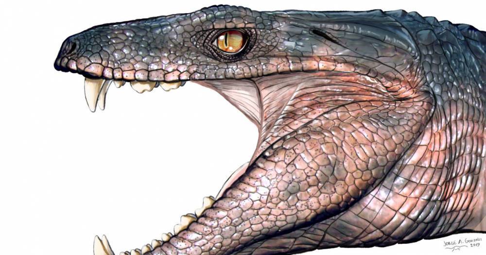 Некоторые древние крокодиломорфы были травоядными