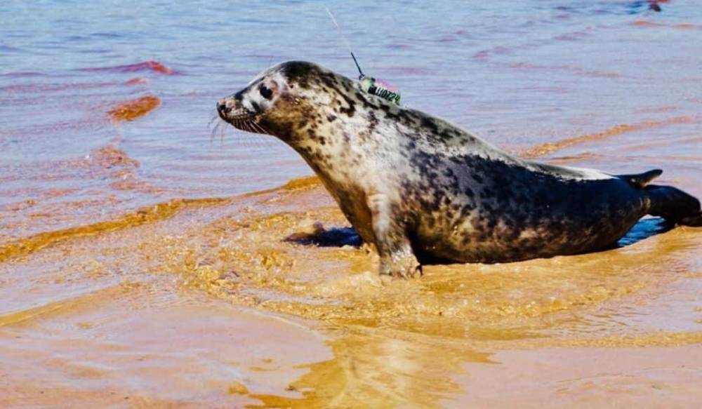 Спасенный петербуржцами тюлень Март путешествует по Эстонии и Финляндии
