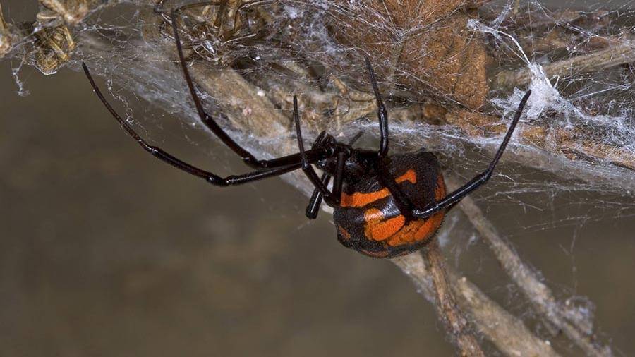 В московской квартире пенсионерку укусил смертельно опасный паук
