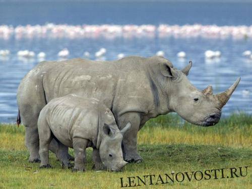 Вымирающий северный белый носорог может появиться на свет от умершего самца