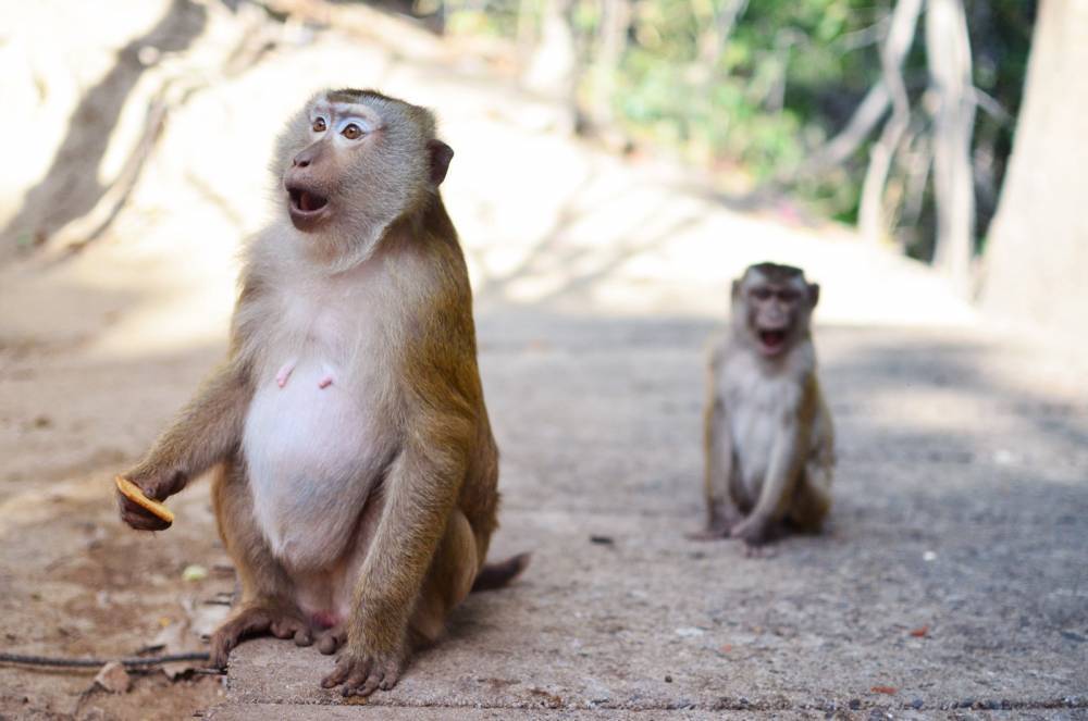 "Произошли не от обезьян?" Ученые раскрыли главное вранье столетий