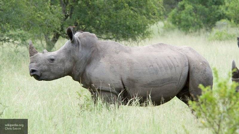 Ученые хотят вырастить северного белого носорога от умершего самца