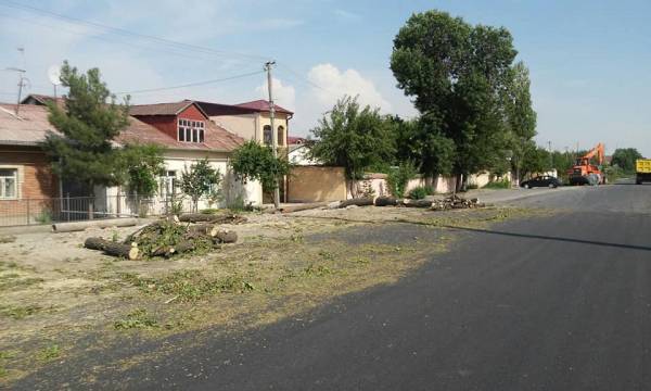 Ташкентскую улицу оставили без деревьев | Вести.UZ