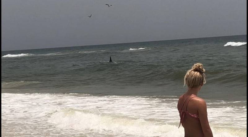 Четырехметровая акула-молот замечена на пляже Флориды, в паре метров от берега (видео)