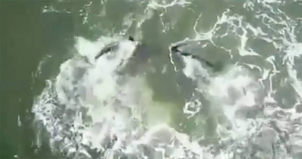 В Сети появилось видео косаток после выпуска в Охотское море
