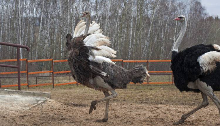 Древние птицы Восточной Европы оказались в три раза крупнее страусов