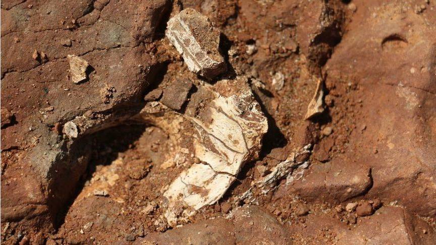 Стали известны подробности о найденном парейазавре