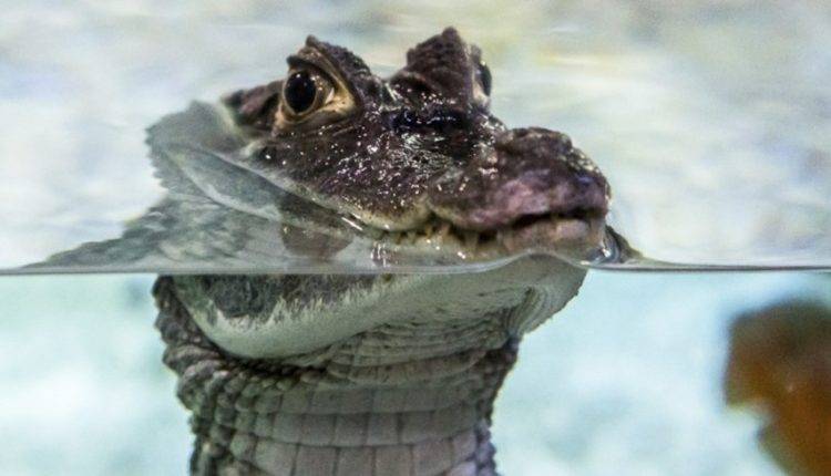 Россиянам запретили держать дома крокодилов и акул