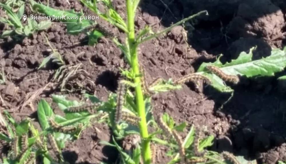 В Башкирии посевы атакуют насекомые-вредители