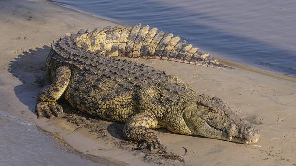 Огромный крокодил съел собственную челюсть