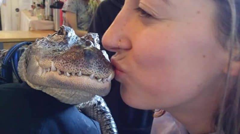 Знакомьтесь с Уолли: это аллигатор-компаньон, и все, чего он хочет – поцеловать и обнять вас (видео)