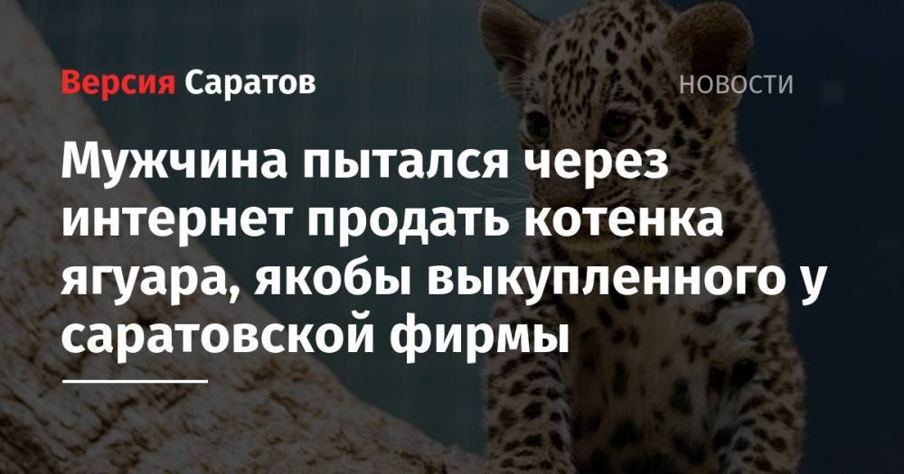 Мужчина пытался через интернет продать котенка ягуара, якобы выкупленного у саратовской фирмы