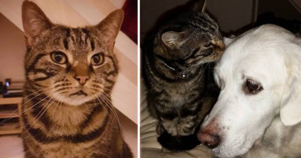 В Сети нашли кота, который вырос с собакой и потому не любит других котов