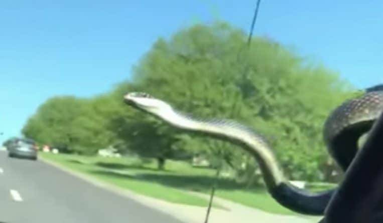 Двое мужчин ехали в машине, как вдруг на лобовое стекло скользнула змея (видео)