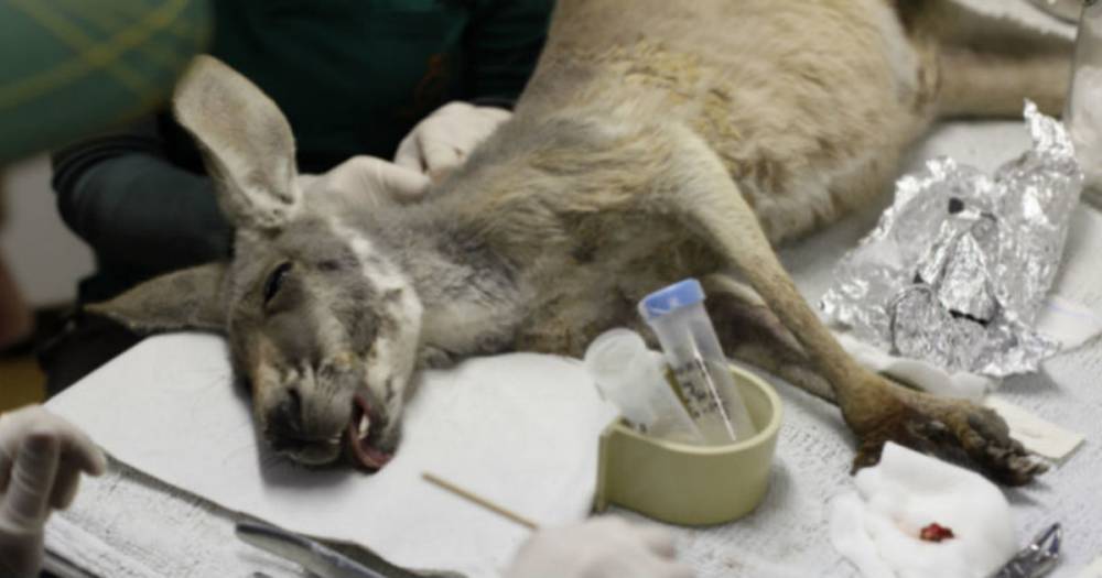 Московские ветеринары заменили кенгуру скакательный сустав