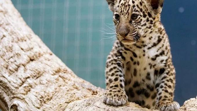 В Санкт-Петербурге пытались продать котенка ягуара под видом калининградского