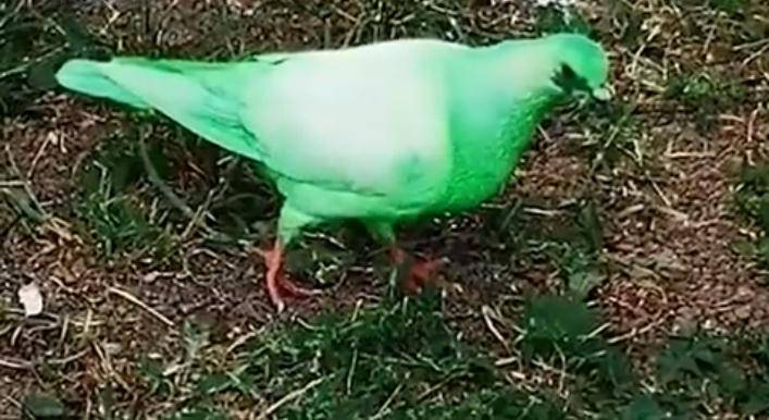 Ветеринары Москвы назвали зелёный окрас голубей неестественным