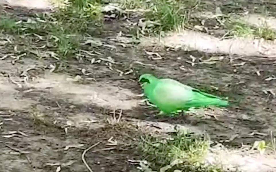 Московские ветеринары назвали неестественным зеленый окрас голубей